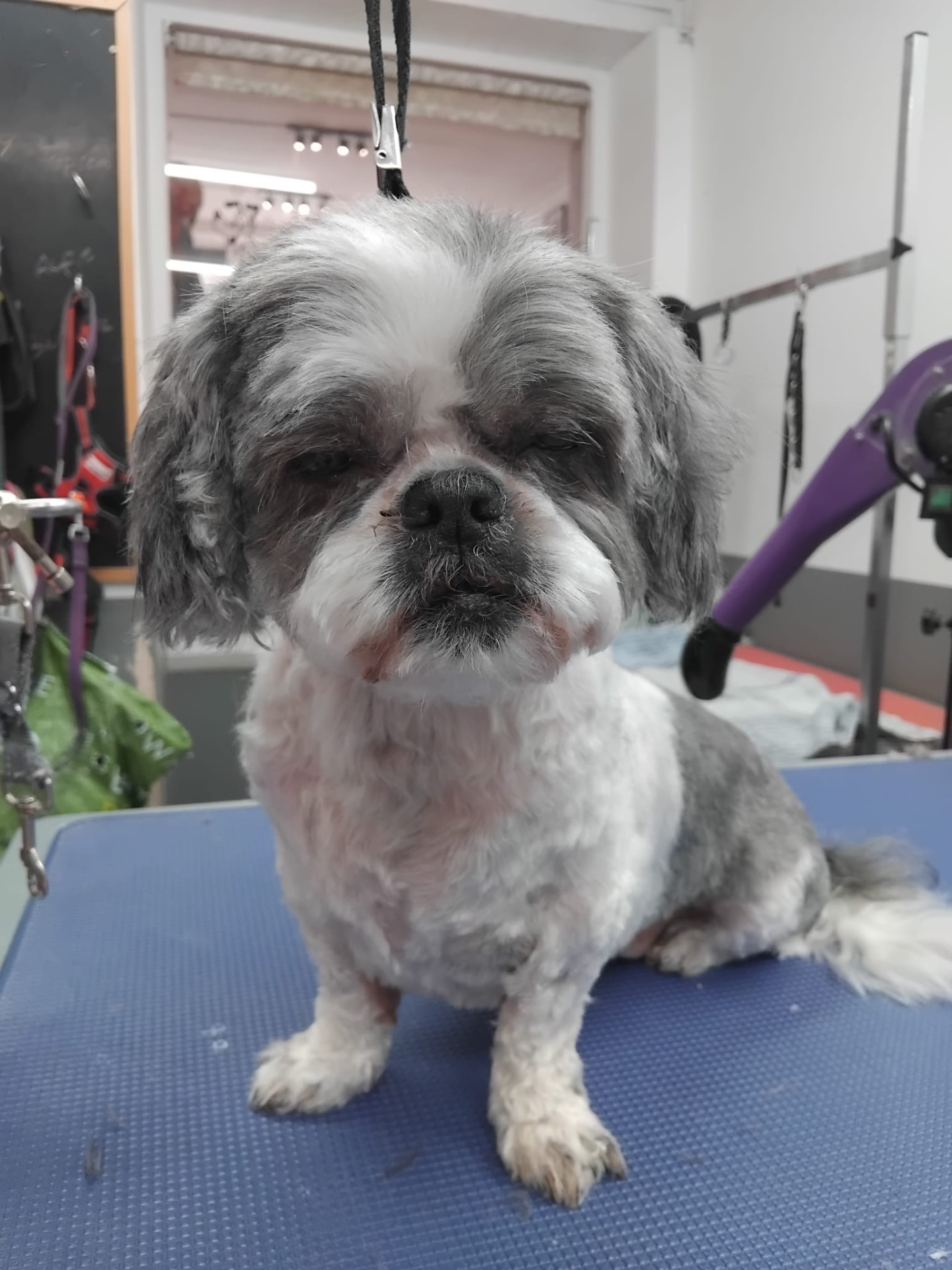 Dog groomed by DiggyDoggy