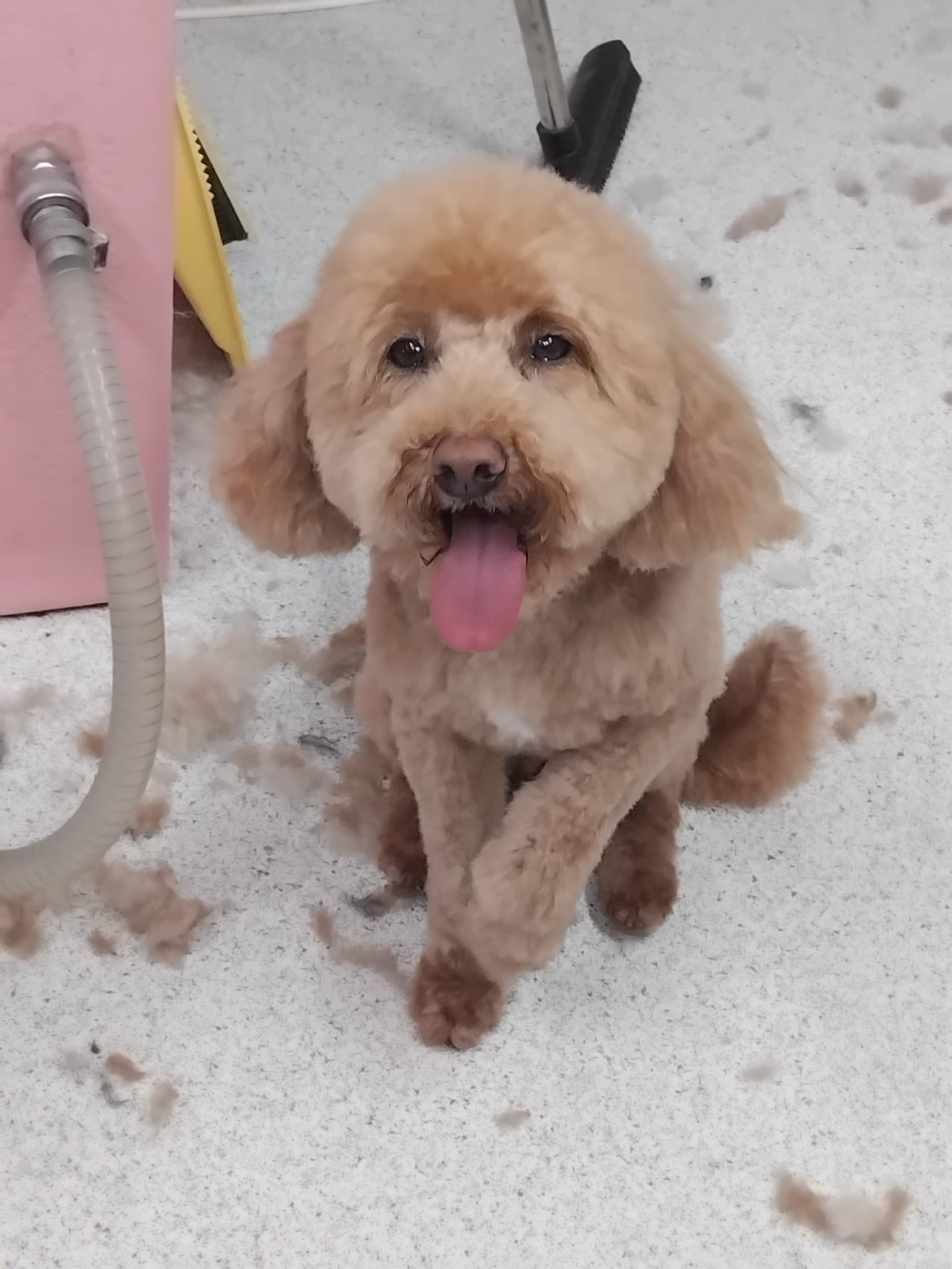 Dog groomed by DiggyDoggy