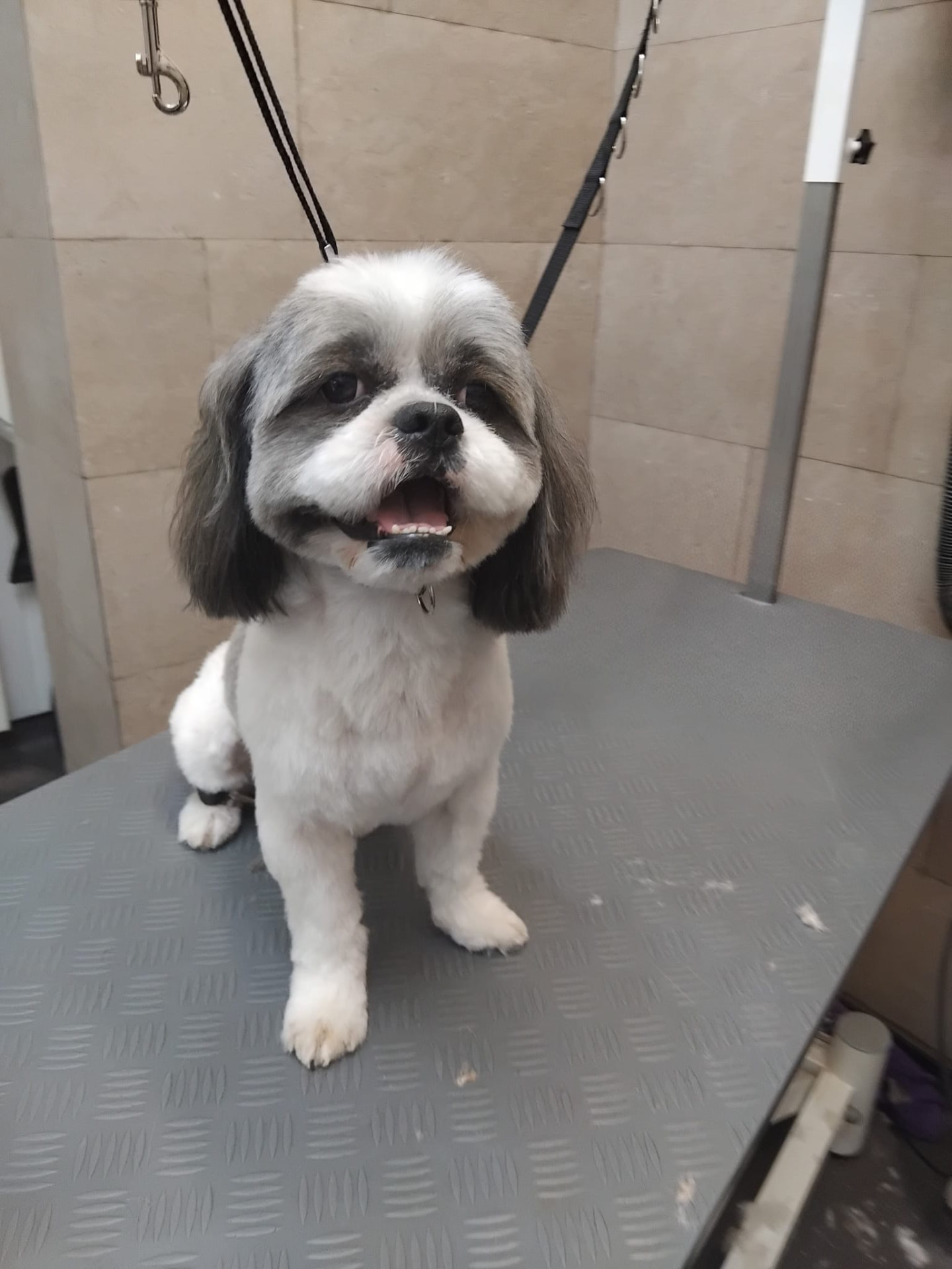 Dog groomed by DiggyDoggy