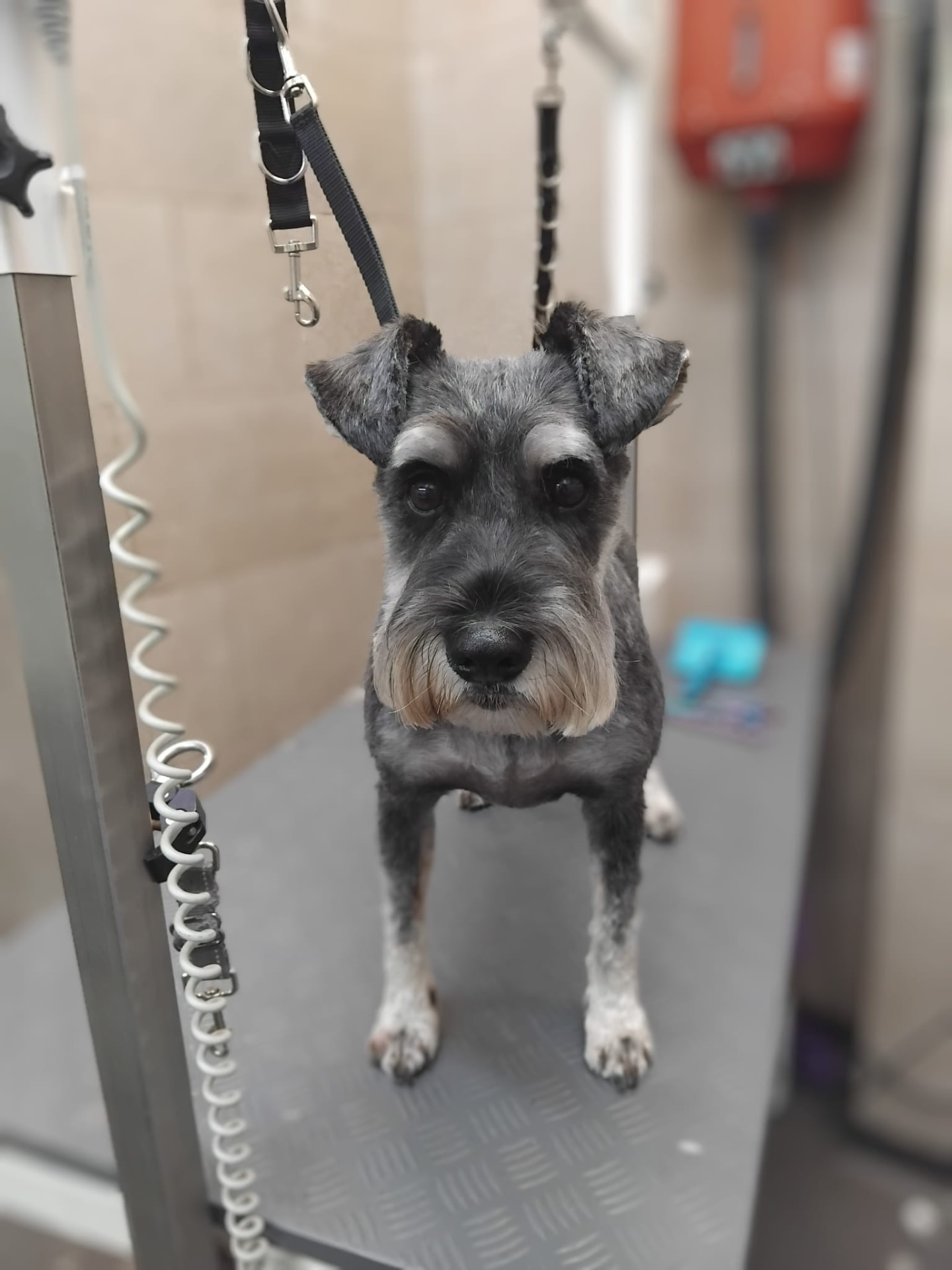 Dog groomed by DiggyDoggy