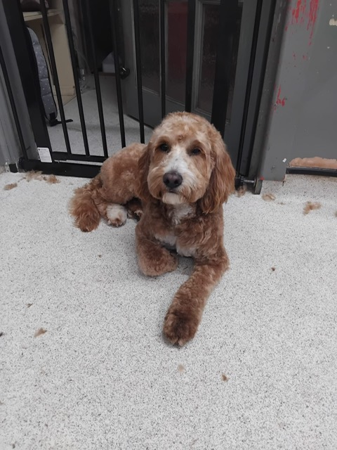 Dog groomed by DiggyDoggy