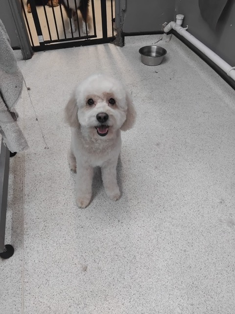 Dog groomed by DiggyDoggy