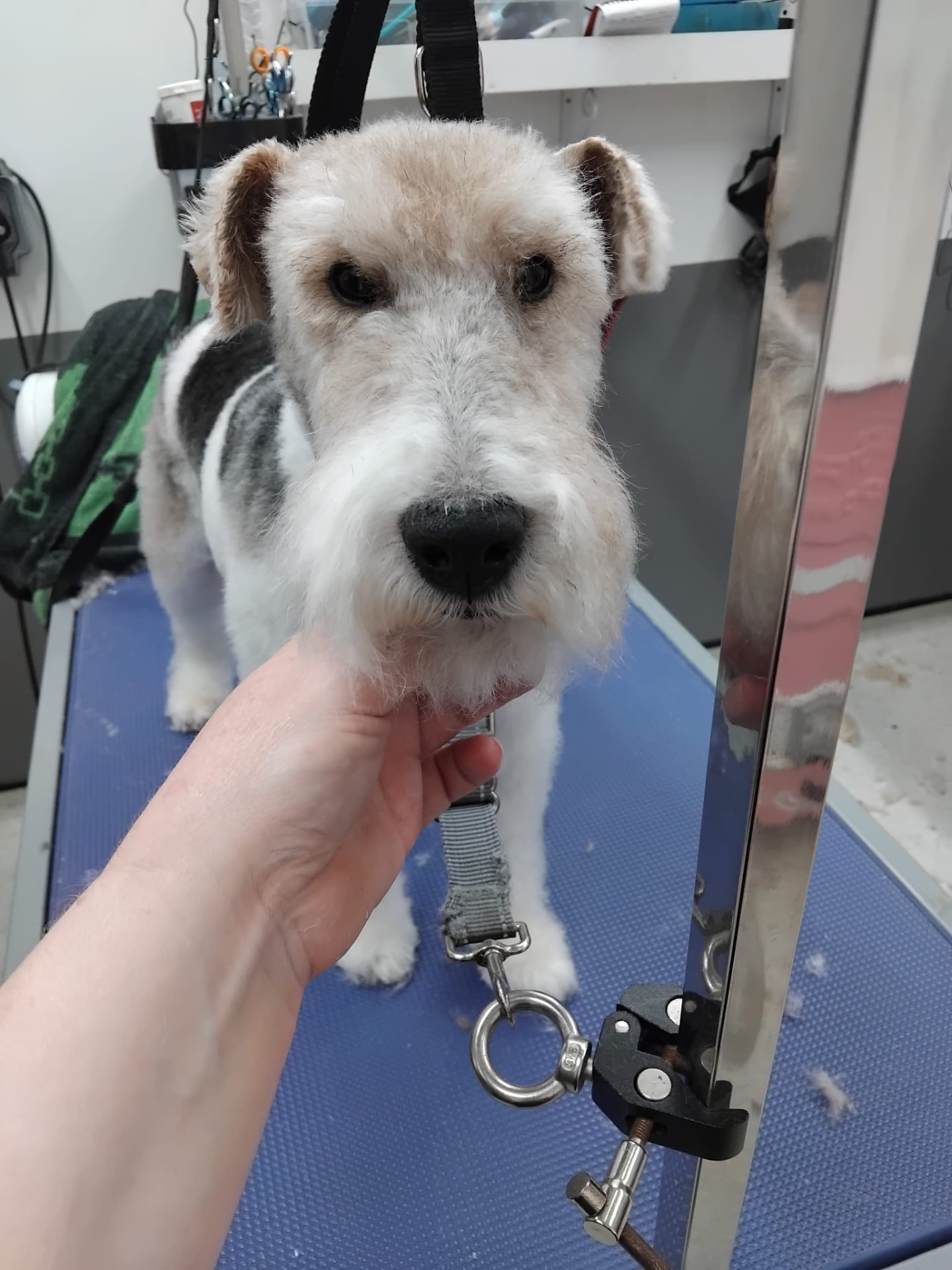 Dog groomed by DiggyDoggy
