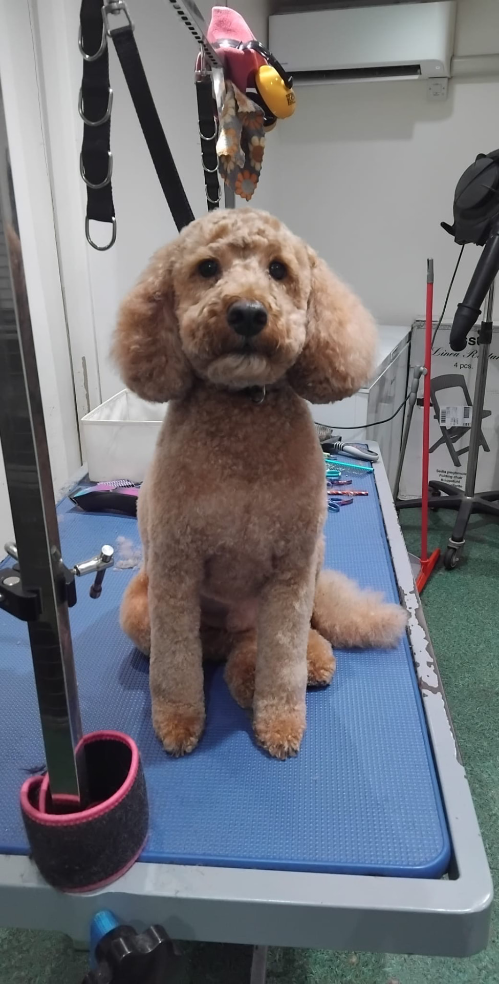 Dog groomed by DiggyDoggy