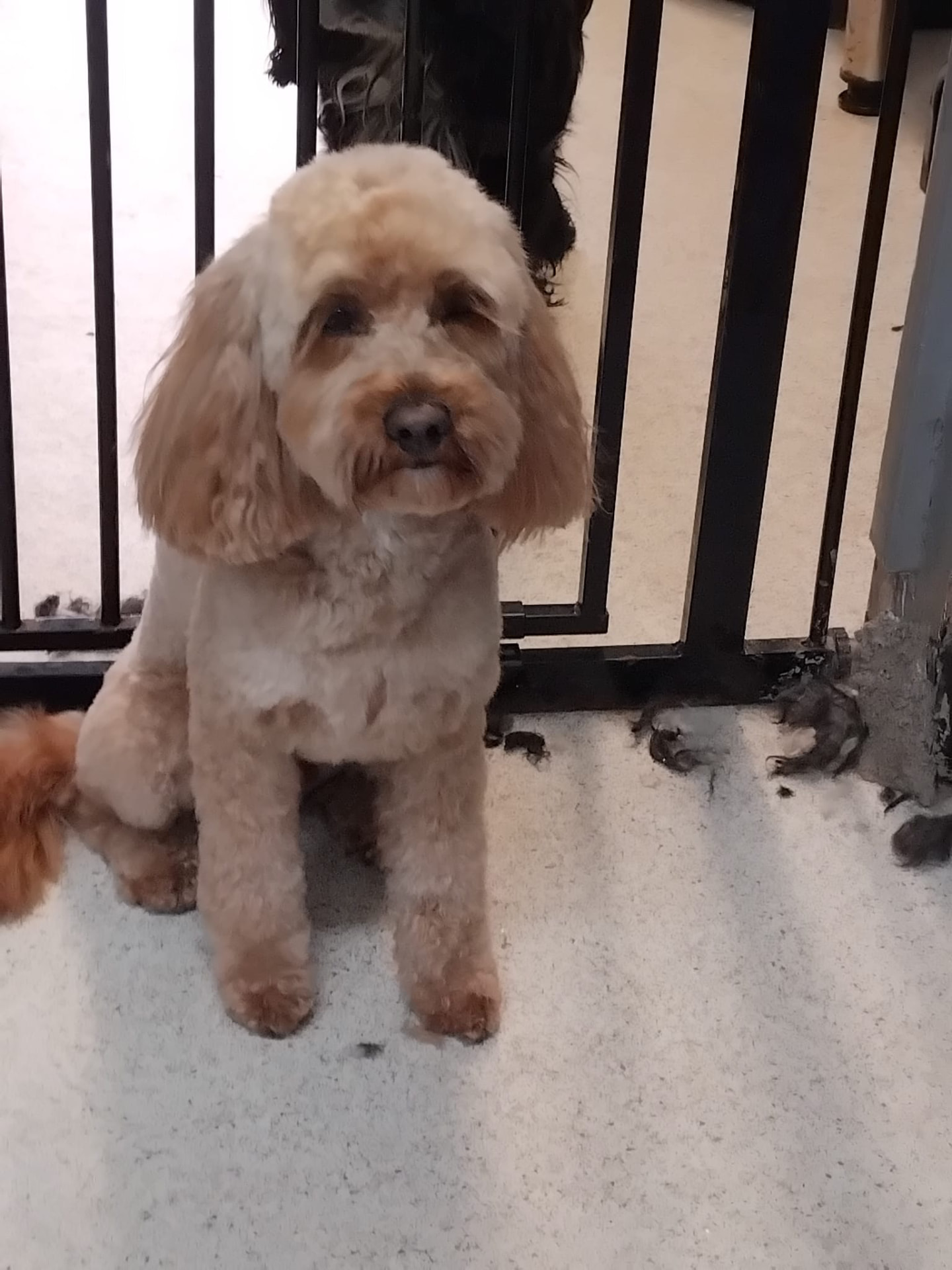 Dog groomed by DiggyDoggy