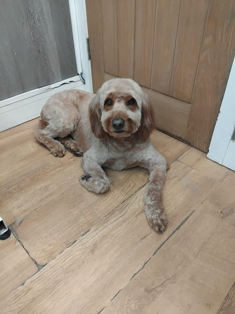 Dog groomed by DiggyDoggy