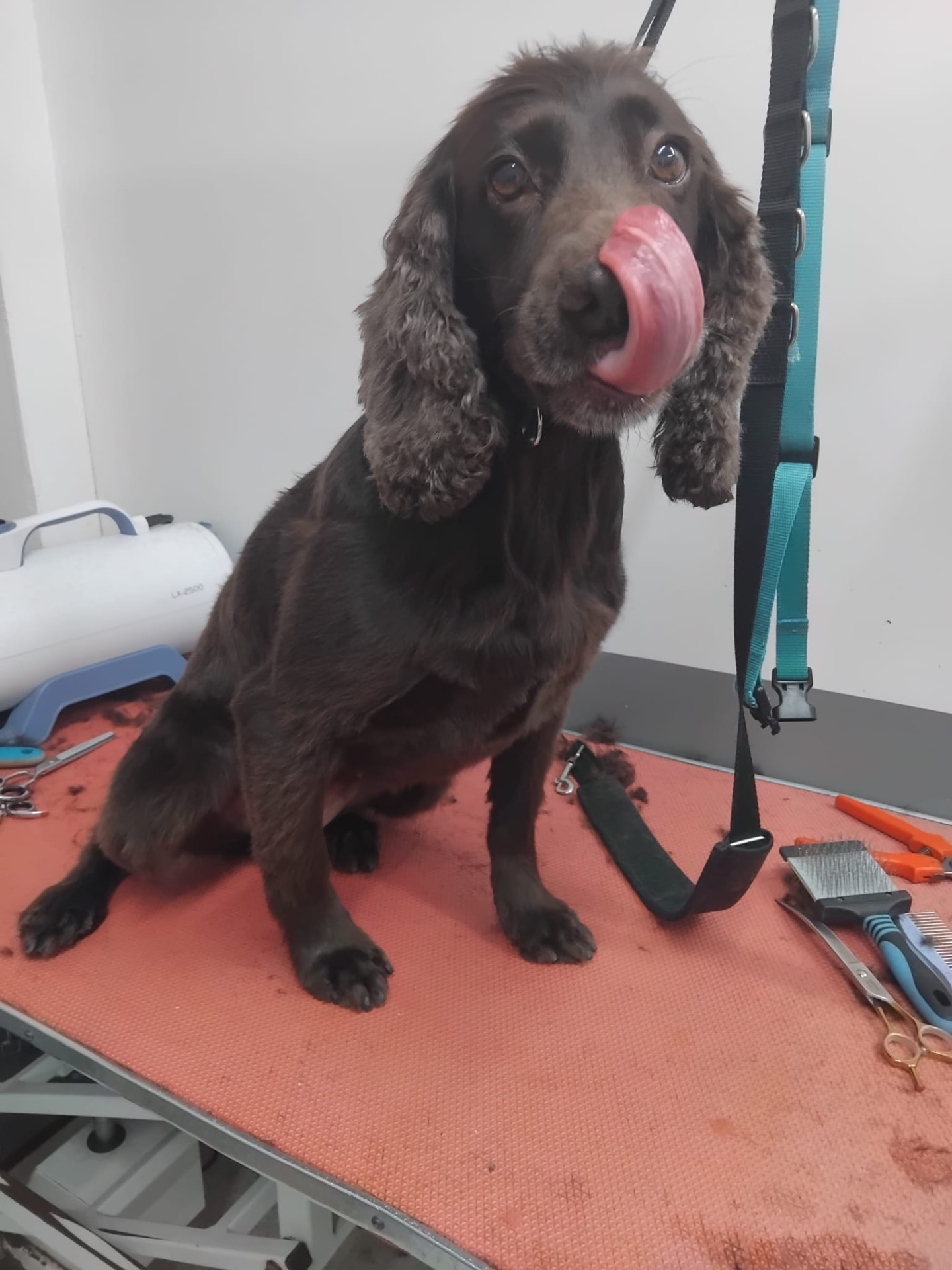 Dog groomed by DiggyDoggy