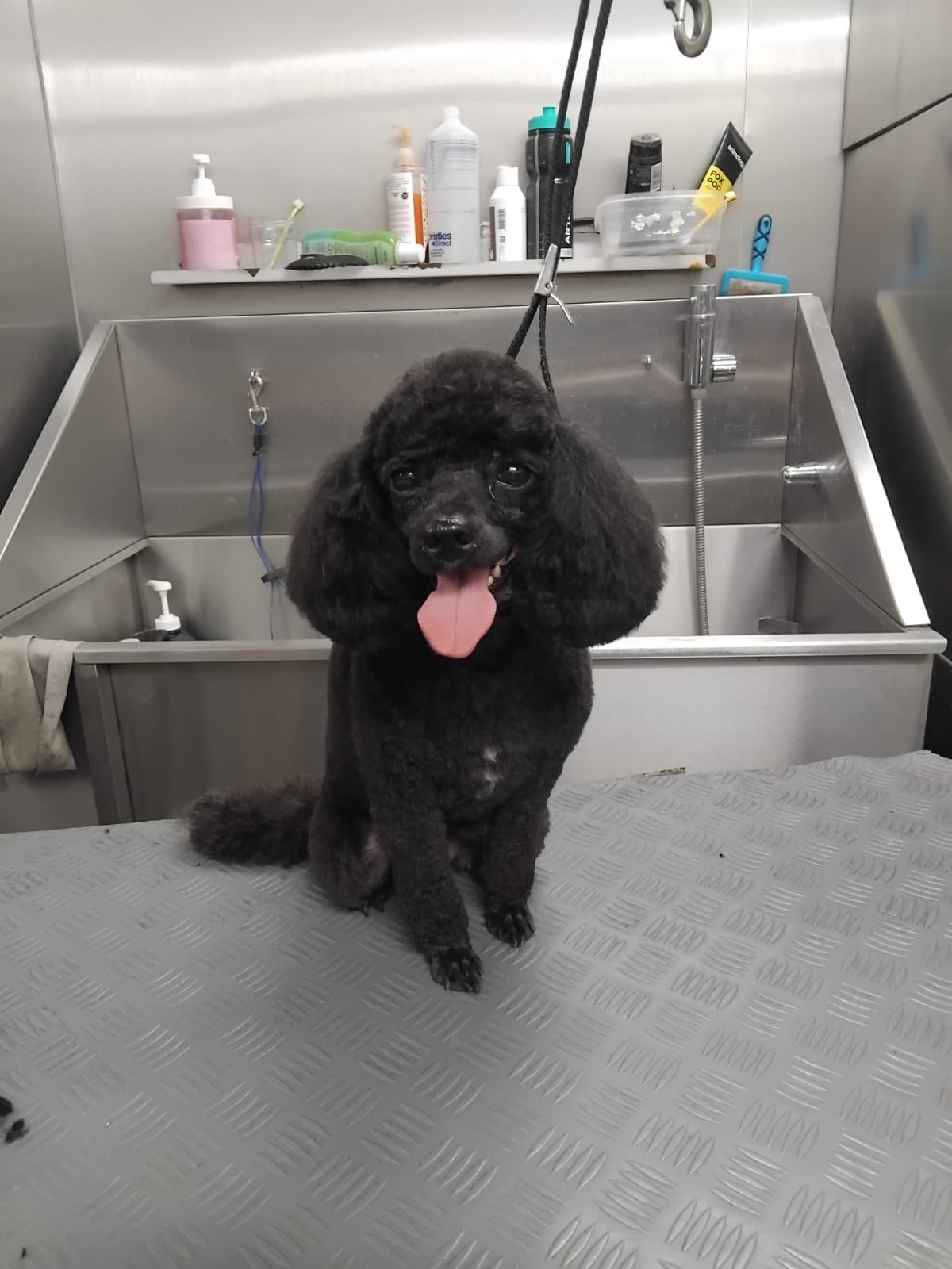 Dog groomed by DiggyDoggy