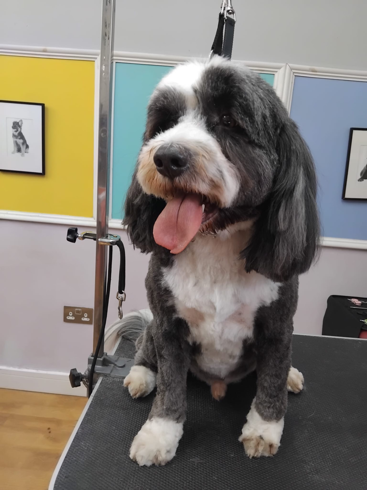 Dog groomed by DiggyDoggy
