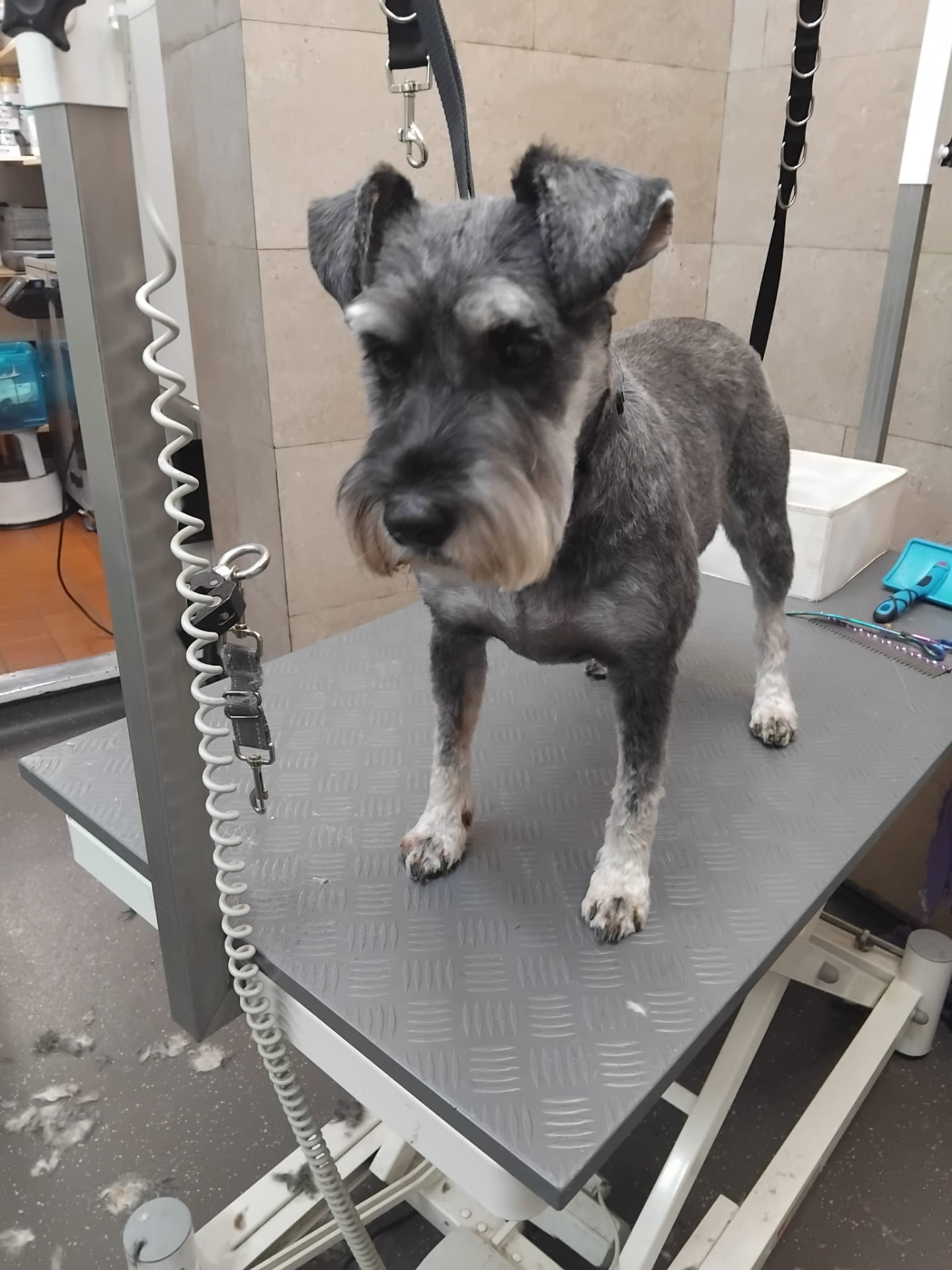 Dog groomed by DiggyDoggy